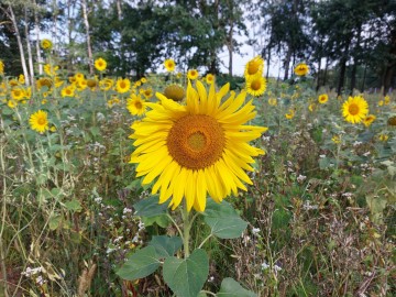 Lato z „Kwietną” na Nieborowskim Polu., 